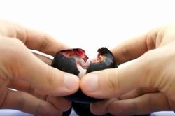 Mẹo bóc vỏ măng cụt nhanh gọn, không nát