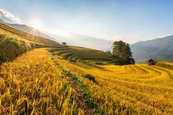 Ngây ngất mùa vàng Mù Cang Chải