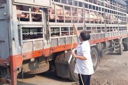 Kinh tế Nông nghiệp - Nông thôn Để nguồn cung gia súc, gia cầm dịp tết an toàn và chất lượng