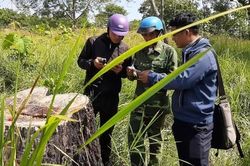 Người giữ rừng nghỉ việc hàng loạt