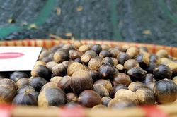 Hạt dẻ tí hon đắt khách đầu mùa