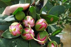 Loại hoa rụng đầy gốc không ai nhặt lại là đặc sản ẩm thực miền Tây