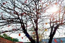 Hai cây bàng nơi sân trường cũ