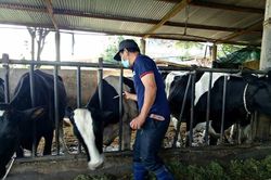Nguy cơ cao xảy ra dịch bệnh nguy hiểm trên đàn vật nuôi những tháng cuối năm