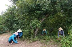 Quảng Bình: Người dân xã Quảng Lưu có thu nhập 5 tỷ đồng từ hạt dẻ