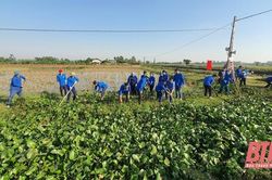 Tuổi trẻ Hậu Lộc chung tay xây dựng nông thôn mới