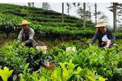 Doanh nghiệp, nông dân cùng hưởng lợi