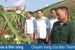 Hiệu quả từ mô hình trồng cây ăn quả kết hợp nuôi ong