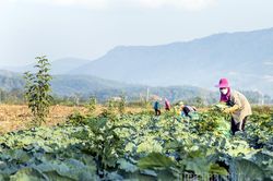 Chuẩn bị cho vụ rau tết
