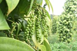 Việt Nam sản xuất và xuất khẩu hồ tiêu lớn nhất thế giới