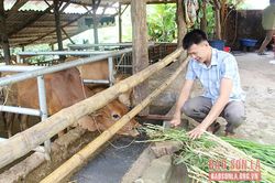 Mở rộng diện tích trồng cỏ nuôi gia súc