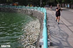 Cá chết nhiều nổi khắp mặt nước hồ Tây