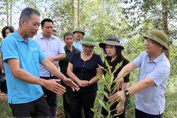 Nhiều khó khăn trong triển khai các dự án mắc ca