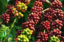 Giá cà phê trong nước giảm 400 đồng/kg