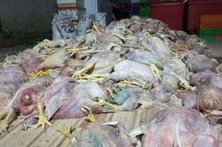 2,2 tấn gà hôi thối suýt tuồn ra thị trường Đồng Nai, TP HCM
