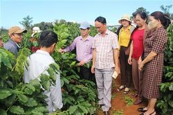Tổng kết dự án tái canh cây cà phê giai đoạn 2020 - 2022