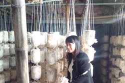 'Cỗ máy' HTX nông nghiệp đang tạo 'gia tốc' để nông thôn mới Hải Phòng bứt lên