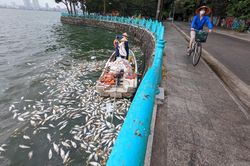 Công nhân thoát nước trực cả ngày vớt cá chết hàng loạt ở hồ Tây