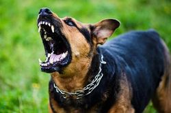 Bé trai phải nhập viện khẩn vì bị chó cắn tổn thương nặng vùng đầu