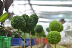 Làm giàu nhờ ươm hạt thanh long tạo chậu cảnh