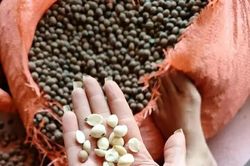 Hạt dẻ thóc vào mùa giá 60 nghìn đồng/kg, hương vị núi rừng thơm ngon hút các vị khách