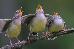 Nghiên cứu mới: Tiếng chim hót có thể giúp con người giảm lo lắng