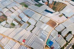 Vùng nội ô Đà Lạt dự kiến không còn nhà kính từ năm 2030