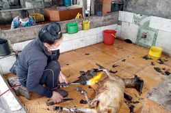 Kiểm soát giết mổ, vận chuyển gia súc, gia cầm
