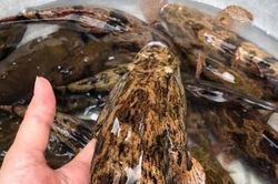 Loại cá nhìn tối thui khác lạ nhưng giá tới nửa triệu đồng/kg