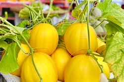 Người trồng dưa lưới háo hức chờ mùa vụ Tết