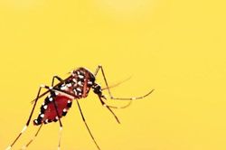 Ghi nhận 3 trẻ sơ sinh ở Hà Nội mắc sốt xuất huyết