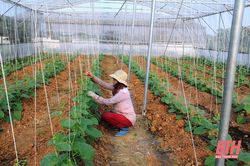 Nâng tỷ lệ sử dụng tiến bộ khoa học trong lĩnh vực trồng trọt