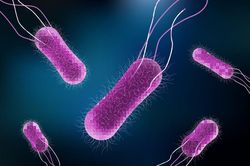 Salmonella có ở trong những thực phẩm nào?