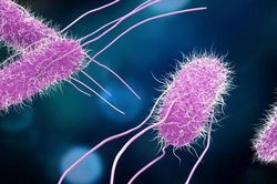 Khuẩn Salmonella trong vụ ngộ độc thực phẩm ở Nha Trang nguy hiểm thế nào?