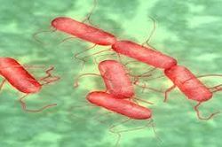Vi khuẩn Salmonella gây ngộ độc thực phẩm nguy hiểm thế nào?
