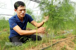 Anh nông dân trồng 'rau vua'