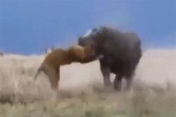Clip: Những tình huống tấn công dũng mãnh của hà mã