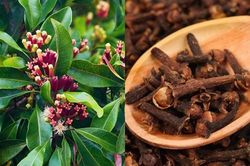 Vì sao đinh hương có giá đắt đỏ