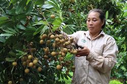 Mở cửa thị trường nông sản sang Trung Quốc, New Zealand và Nhật Bản