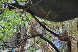 Đột ngột xuất hiện khỉ hoang quậy phá người dân thủ đô?