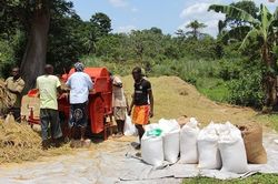 AfDB tài trợ 5,12 triệu USD cho chương trình lương thực của Liberia