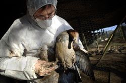 Bùng phát dịch cúm gia cầm nghiêm trọng nhất tại Mỹ và châu Âu