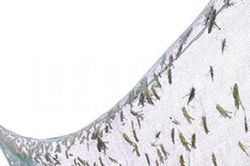 Loài bay đầy ruộng trước ai gặp cũng xua đuổi, nay đại gia lùng mua 500.000 đồng/kg