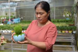 Một nông dân Lâm Đồng phát tài nhờ 'biến' hạt thanh long thành cây cảnh mini hút hàng, bán sang cả Singapore