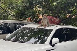 Hà Nội: Khỉ hoang quậy phá ở bãi trông giữ xe ô tô