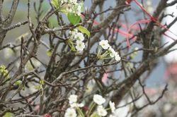 Hoa lê rừng 'xuống phố' mang hương Tết sớm về Hà Thành