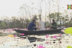 Suối Yến mùa hoa súng