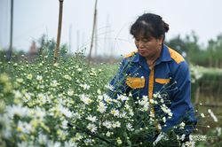 Người dân tất bật khi cúc họa mi được mùa