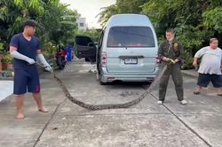 Tóm gọn trăn khổng lồ dài 4 mét ẩn náu trong khoang lái ô tô 16 chỗ