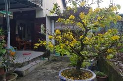 Đời sống Đời sống Nắng nóng kéo dài giữa mùa đông khiến mai vàng nở sớm
